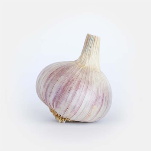 Corrente - Aglio di Nubia