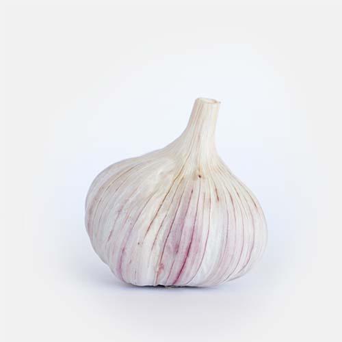 Cucchicedda - Aglio di Nubia