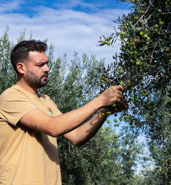 Azienda agricola culcasi, raccolta olive, Aglio di Nubia - Azienda agricola Culcasi