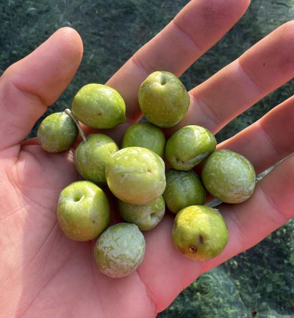 Aglio di Nubia - Azienda agricola Culcasi